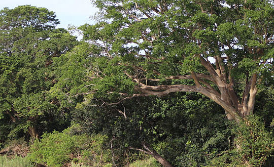 上古世紀名字大全