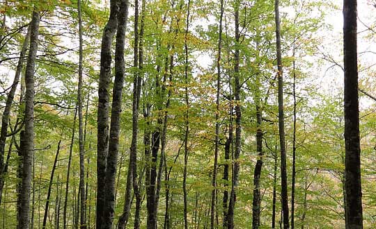 金字旁的女孩名字,女孩兒名字大全:起名思路參考