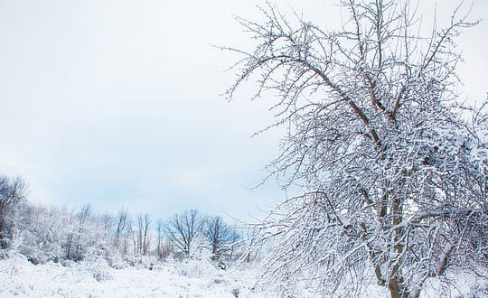 屬木的女孩名字大全集:經典字推薦