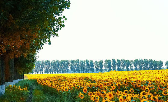 獨(dú)特有內(nèi)涵的女生名字,優(yōu)雅大方的女孩名字大全:經(jīng)典常用字