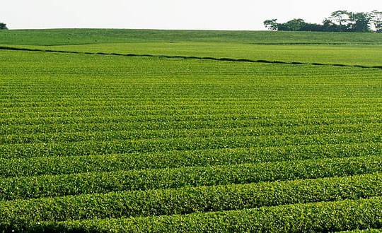 男孩起名詩詞大全,男孩的名字響亮寓意好:起名方法和技巧