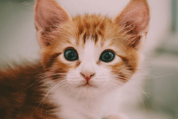 2024年公司取名寶典：滾滾財源，寓意聚財的公司名字大全