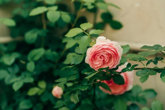 網名大全丨用中藥雅稱取網名，好聽到醉了!