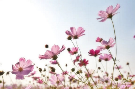 看淡一切的成熟網名