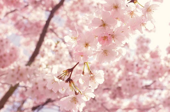 2025平安喜樂的微信名字分享，快挑一個喜歡的換上吧