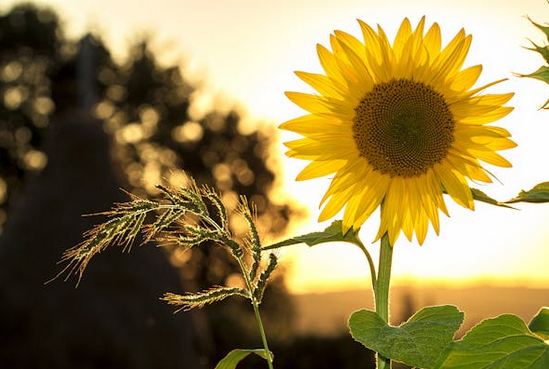 小眾詩意的網名,建議收藏哦~