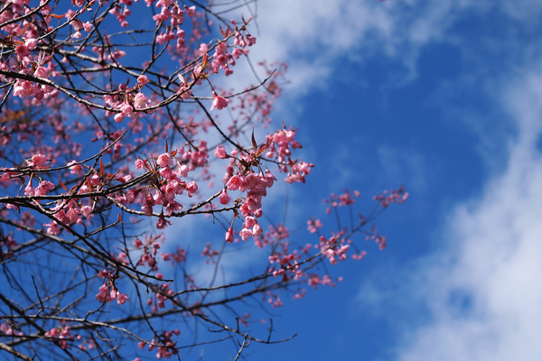 網名起名字大全丨適合一直使用的網名