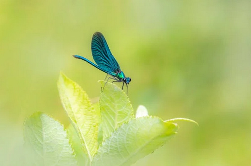 四字古風游戲名推薦，一個比一個有畫面感，仙氣炸裂！